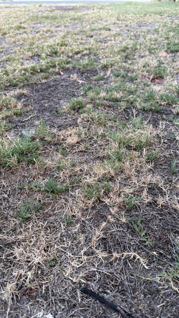 Lawn help! Lawn help!