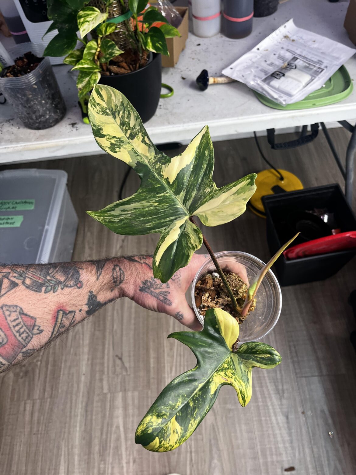 Substrate questions Substrate questions