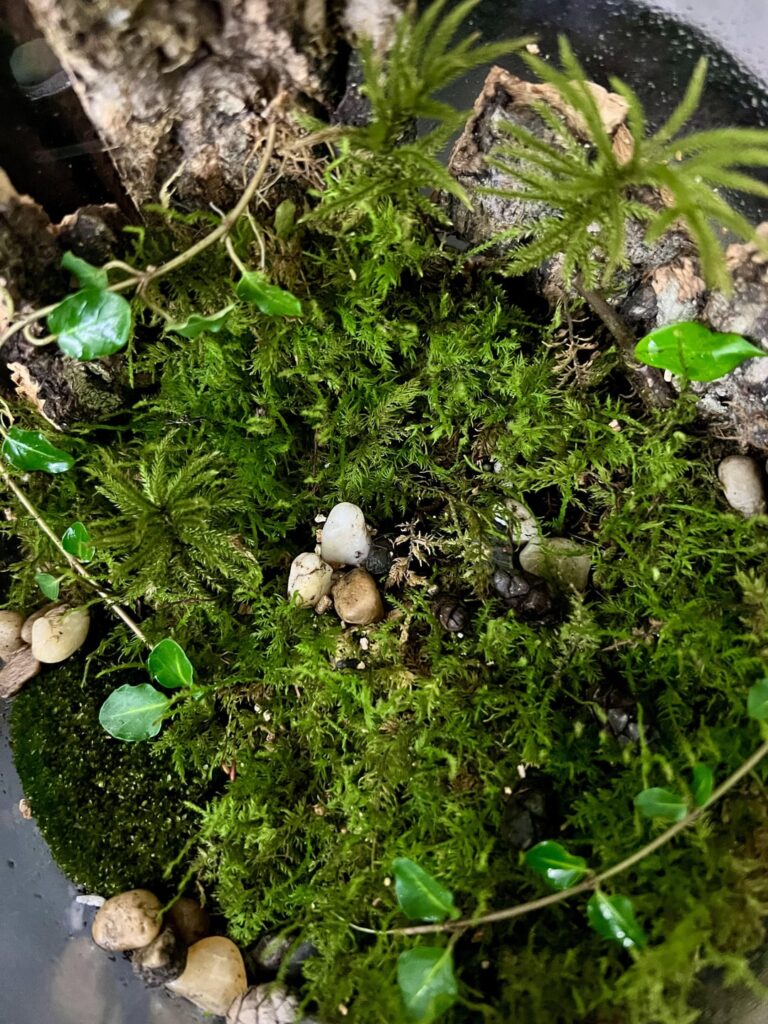 My mossarium in a jar