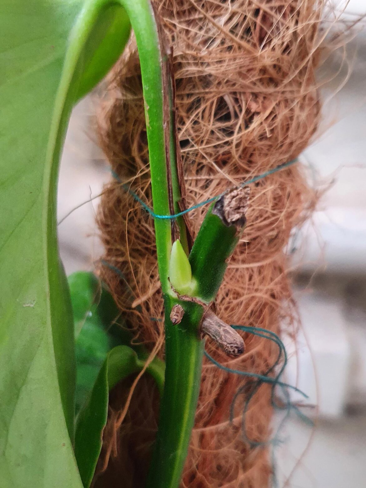 How much longer until this Golden Pothos starts regrowing?