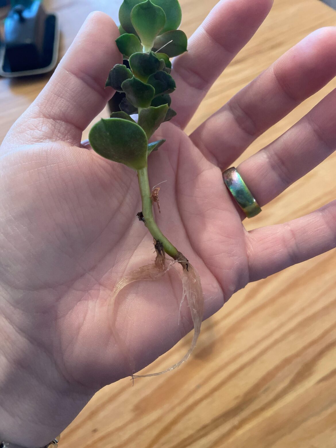 First time doing this, is it ready for a pot yet?