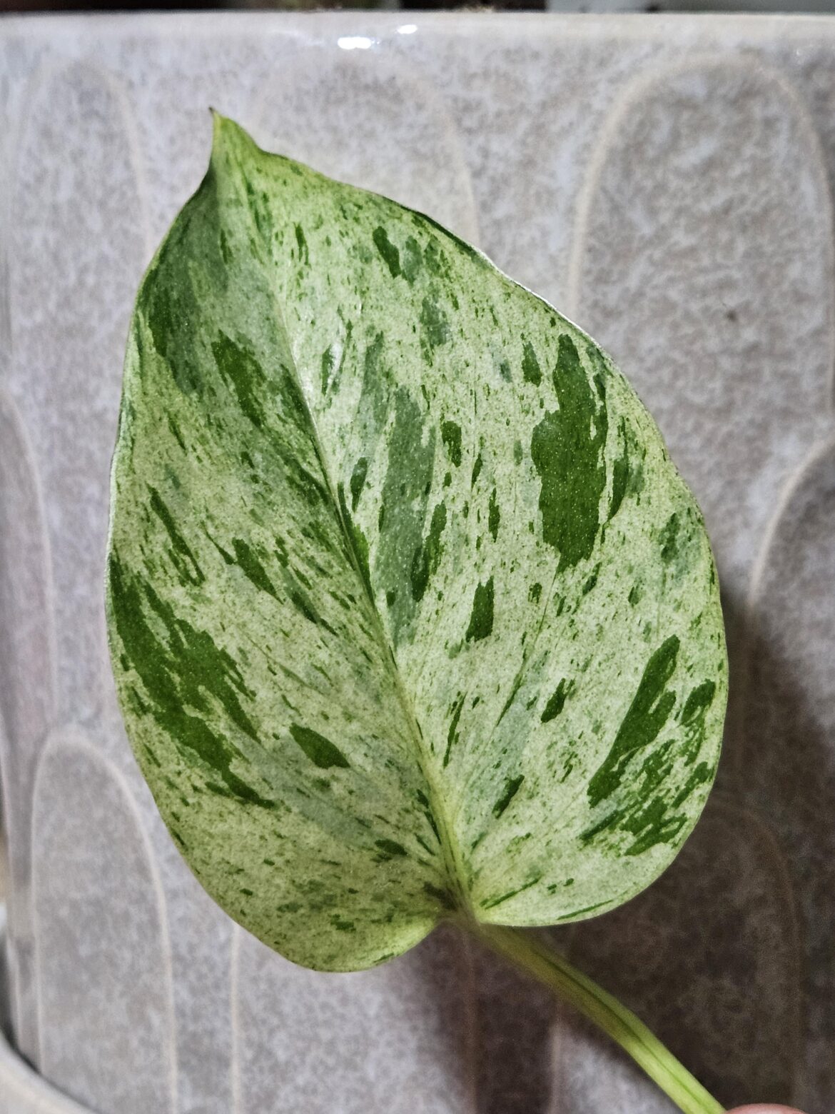 Variegation