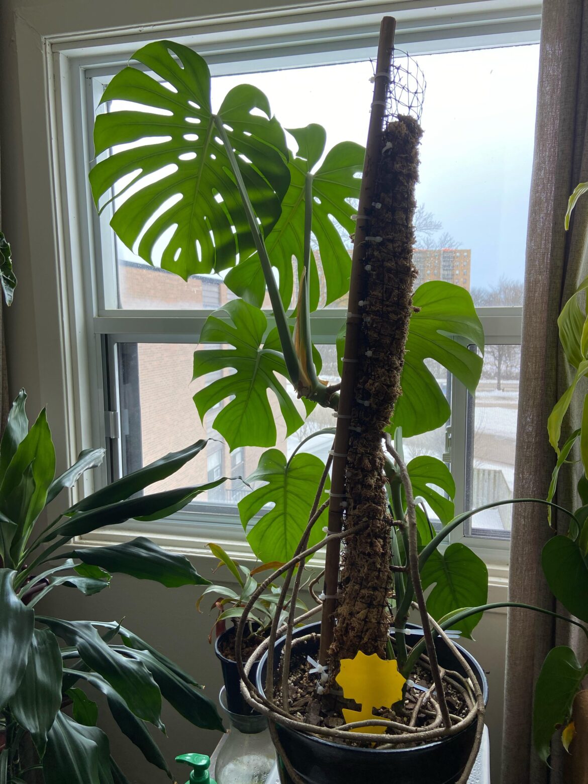 Didn’t get any responses in r/monstera, any ideas would be appreciated on how I could support this lady without a mosspole