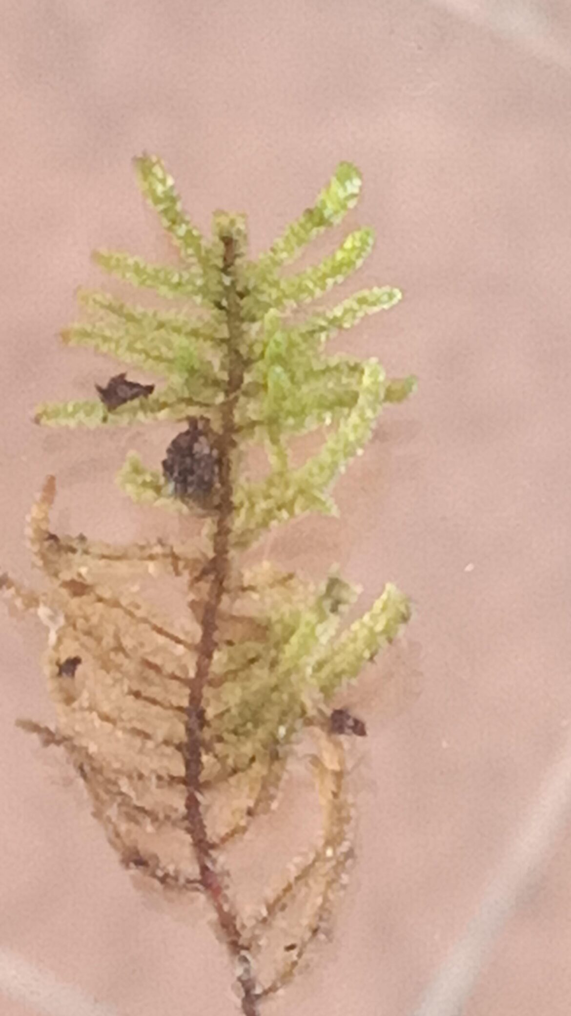 Help me to identify this pls