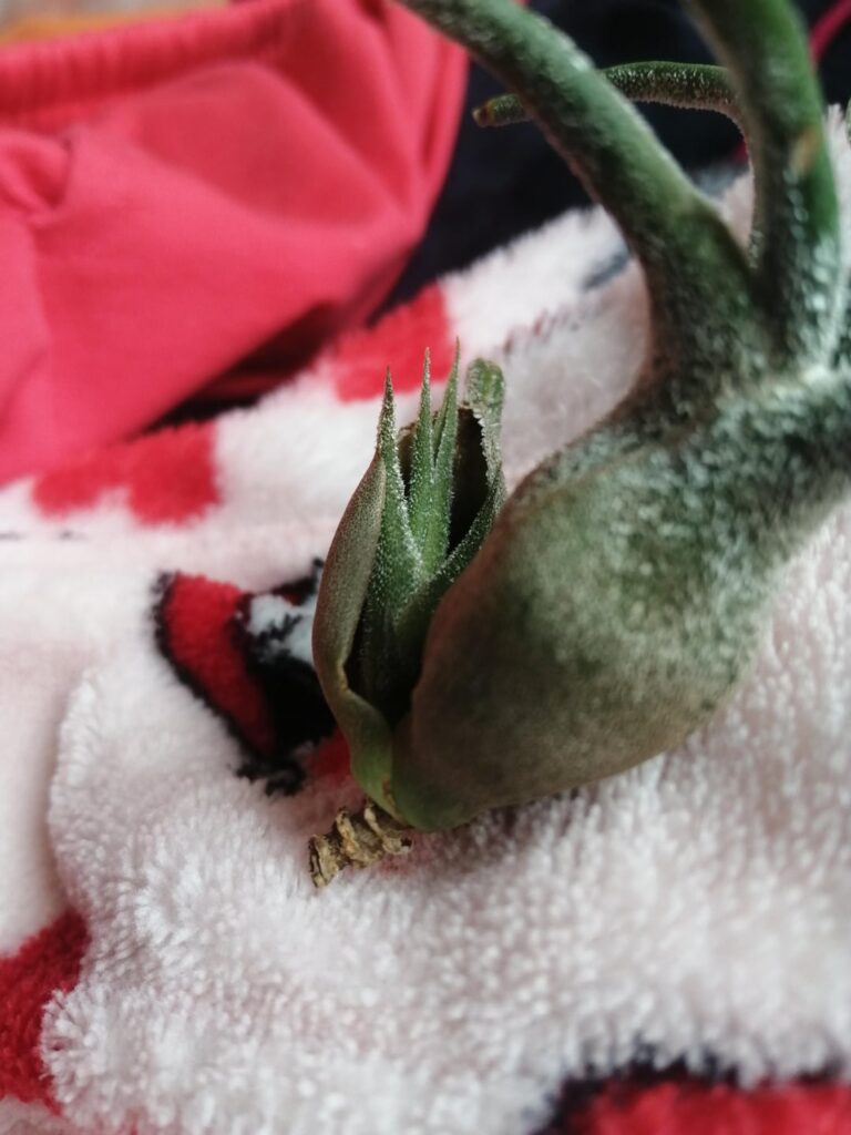 So proud of this little one! Keeps on getting bigger and bigger.