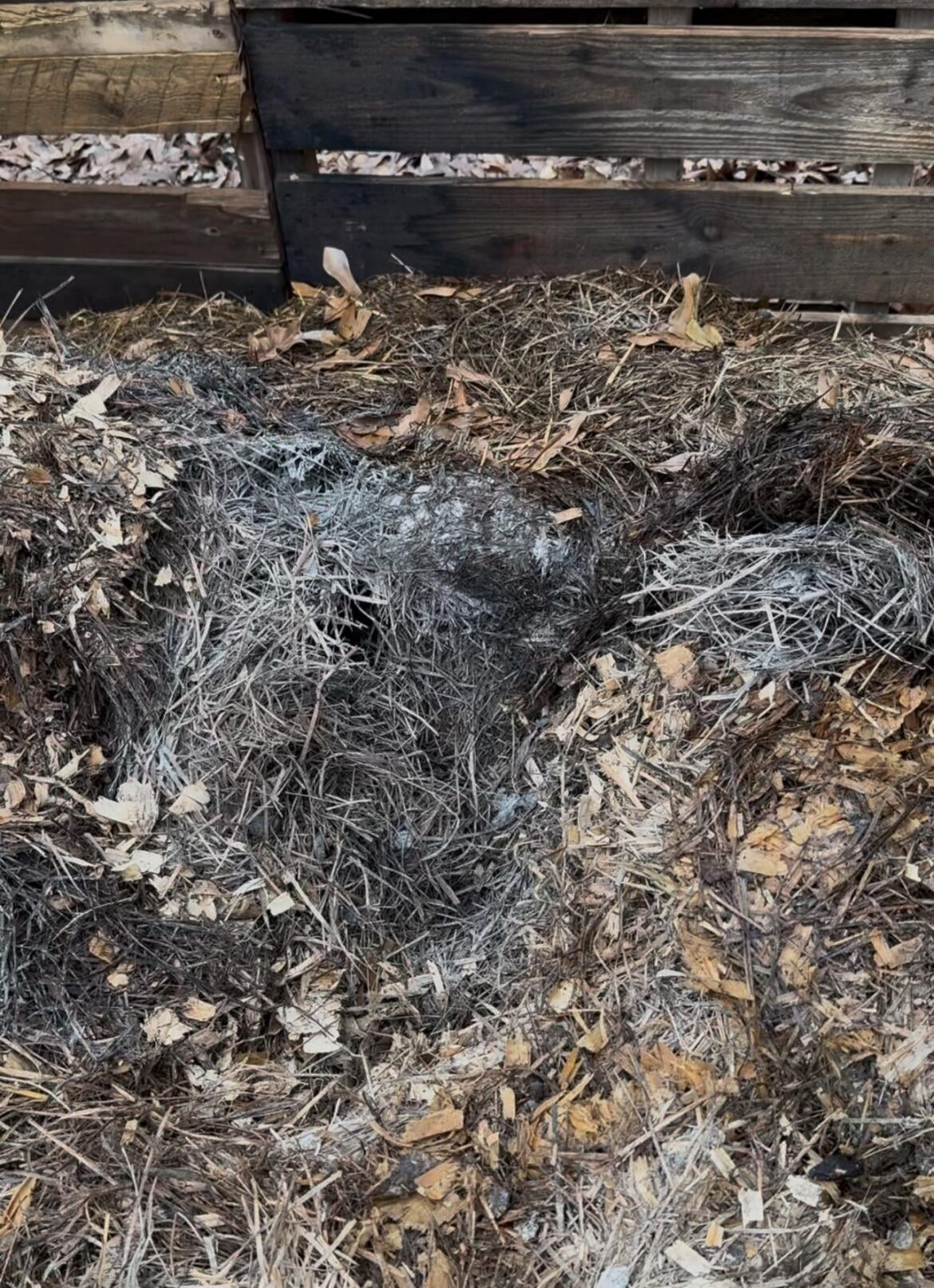 Hay and Sheep Poop