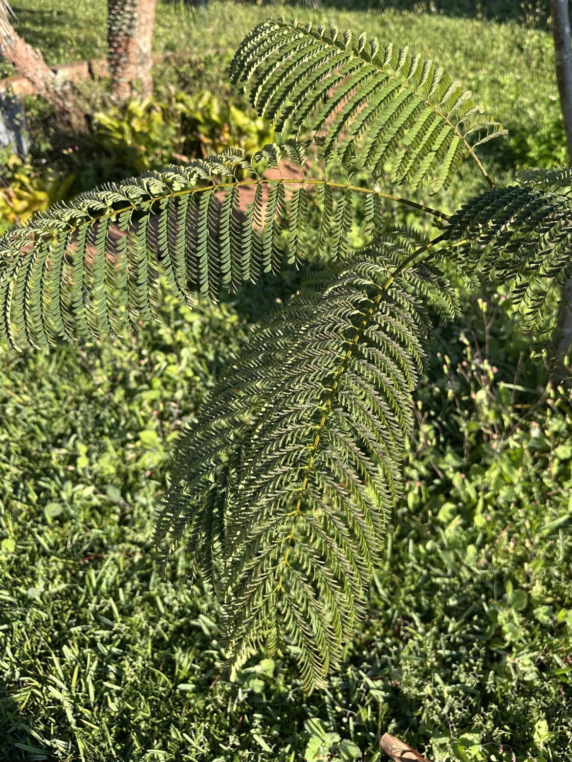 what is growing in my yard what is growing in my yard