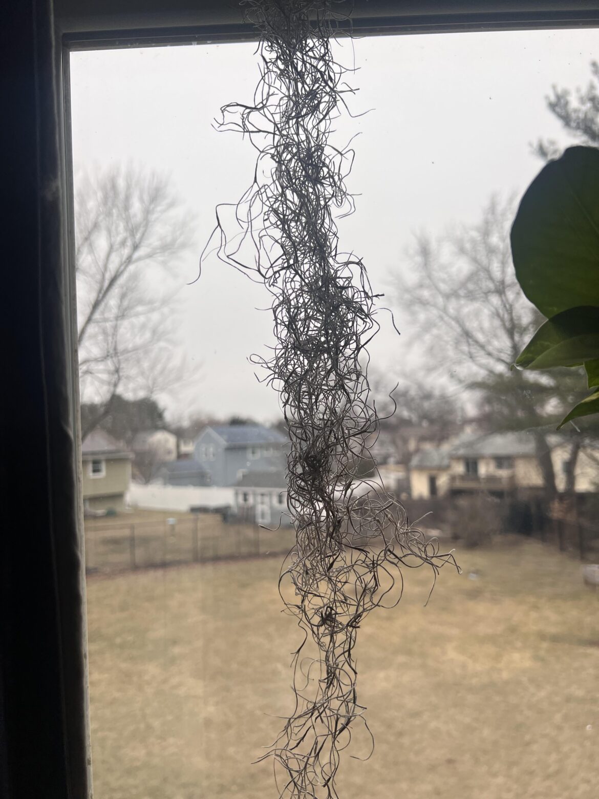 i’m trying to save my spanish moss i’m trying to save my spanish moss