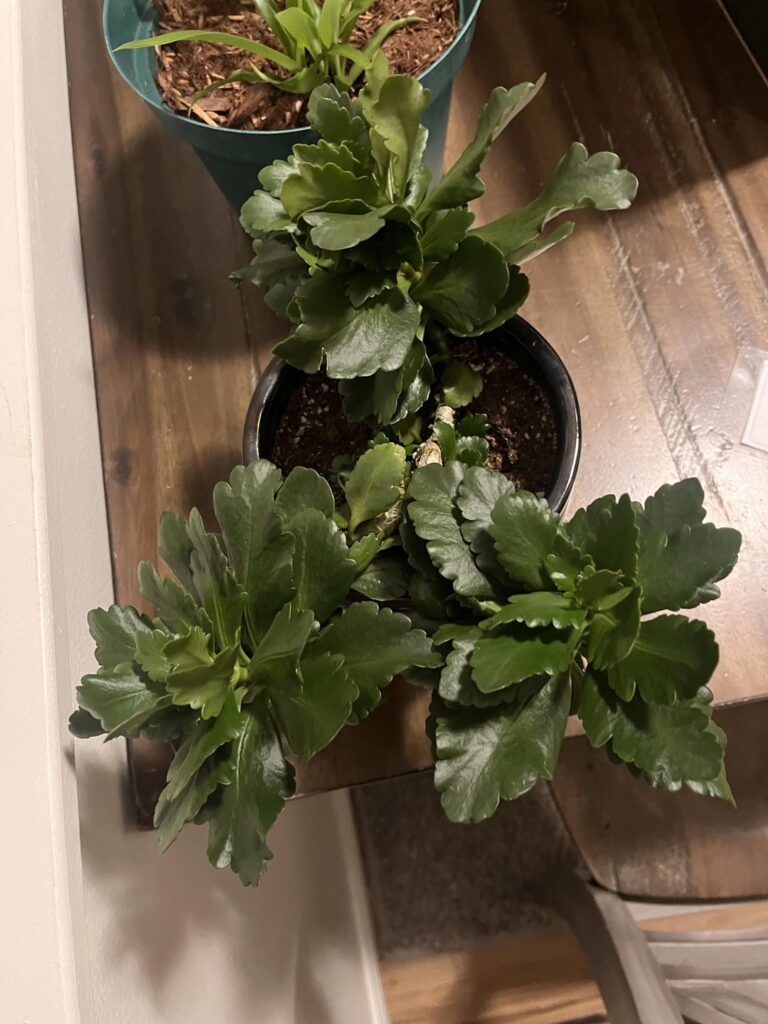 Plant I’ve had I thought was dead then grew dramatically and don’t know what it is