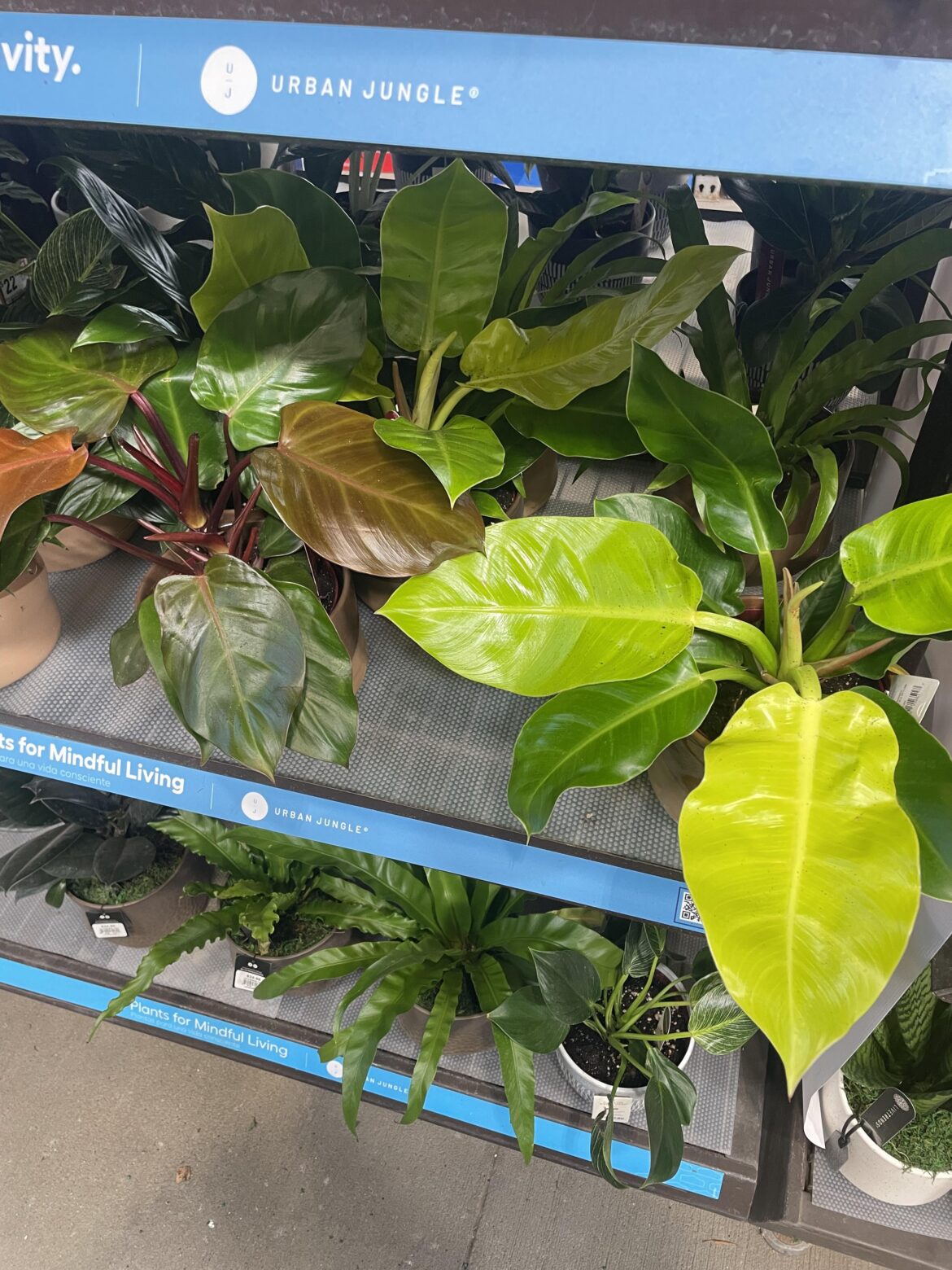 ID on these two philos