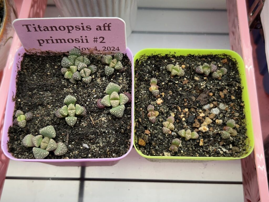 The difference between leaving germinated seedlings in baggies vs removing them The difference between leaving germinated seedlings in baggies vs removing them