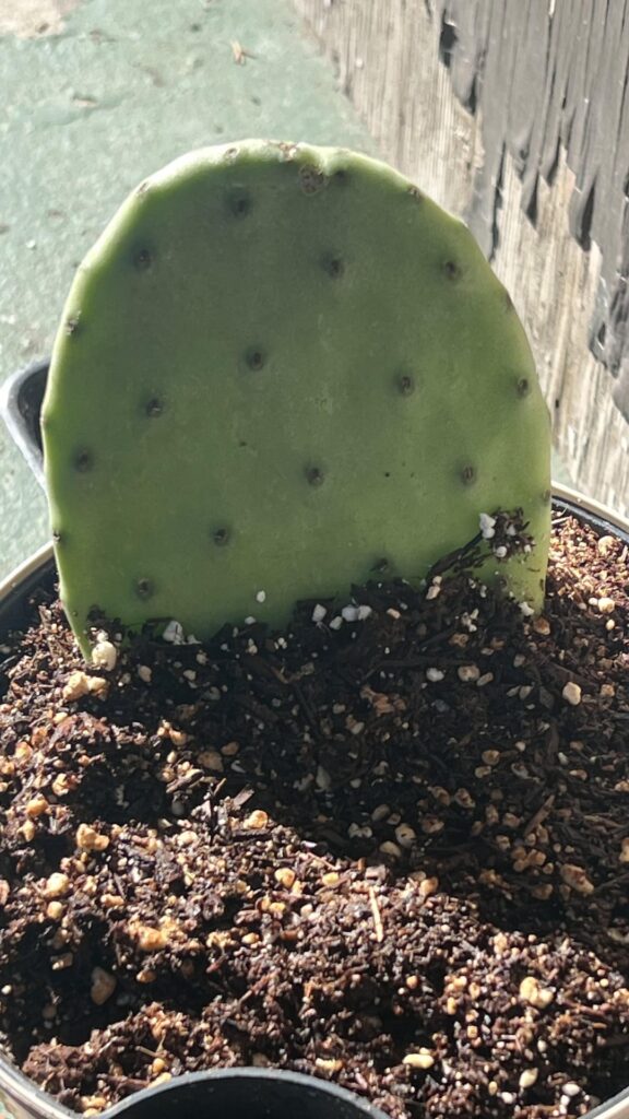 Small haul from a flea market. No tags or names given so just snatched based on pot appeal