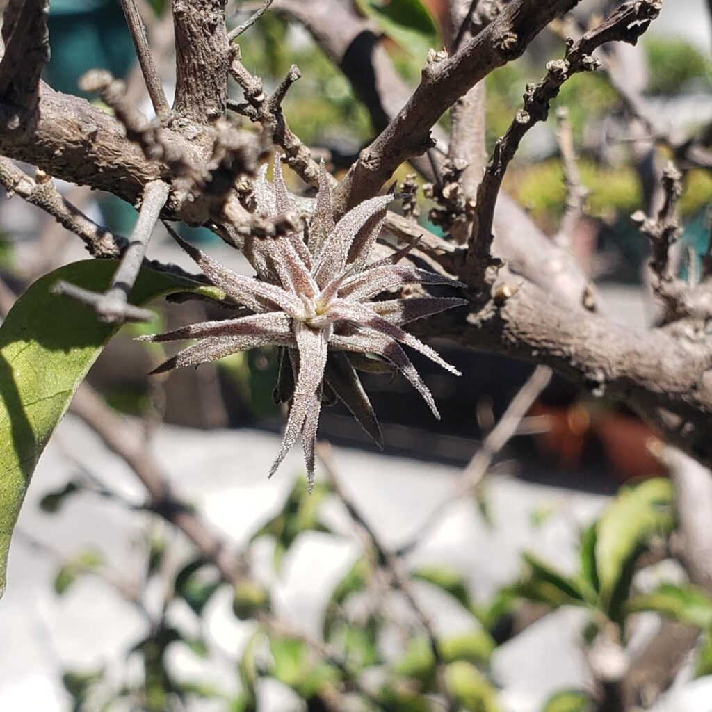 An Airplant magically grew with my Bougainvillea
