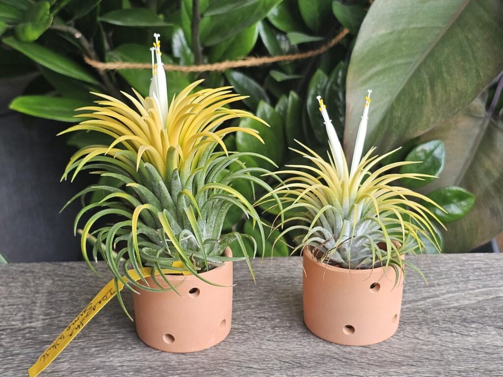 Lucky! My only two yellow ionantha flowering at same time