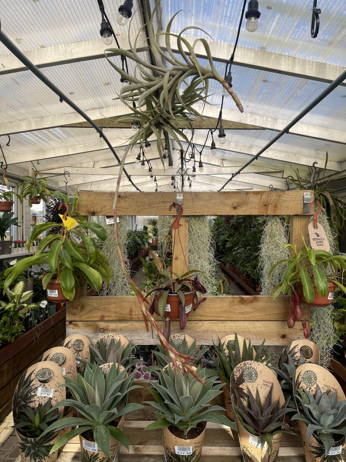 This giants so close to flowering