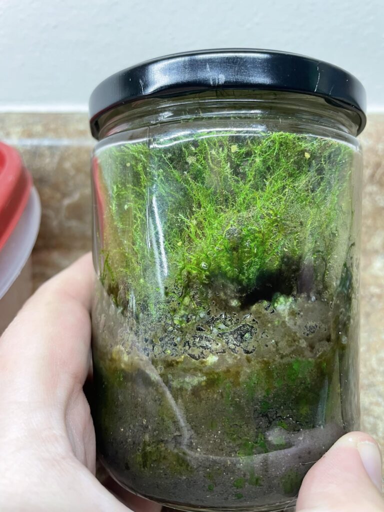 Moss Terrarium Moss Terrarium
