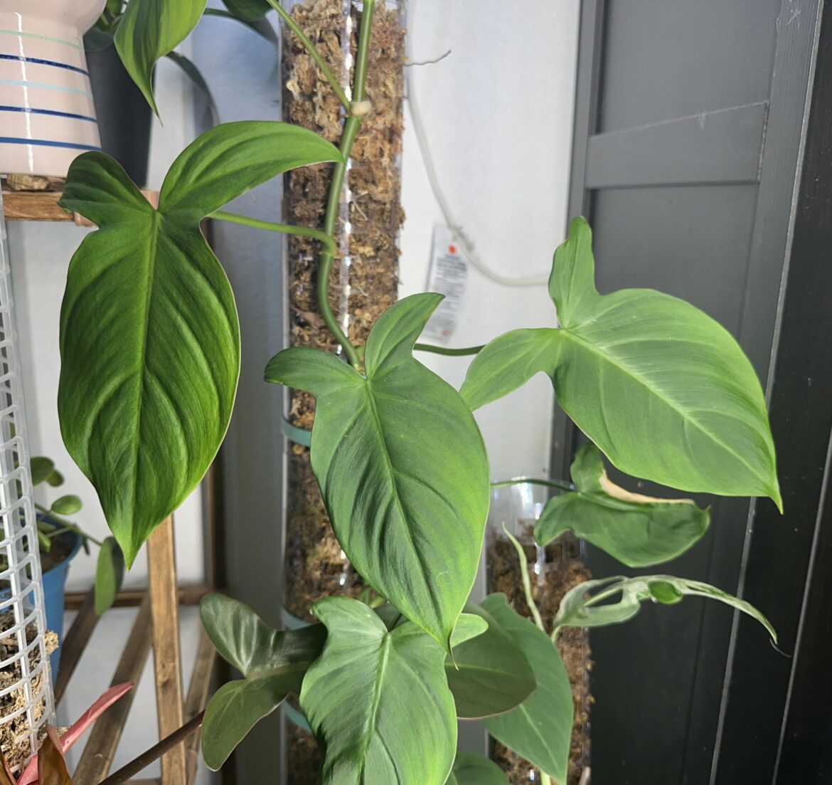 P camp is looking good