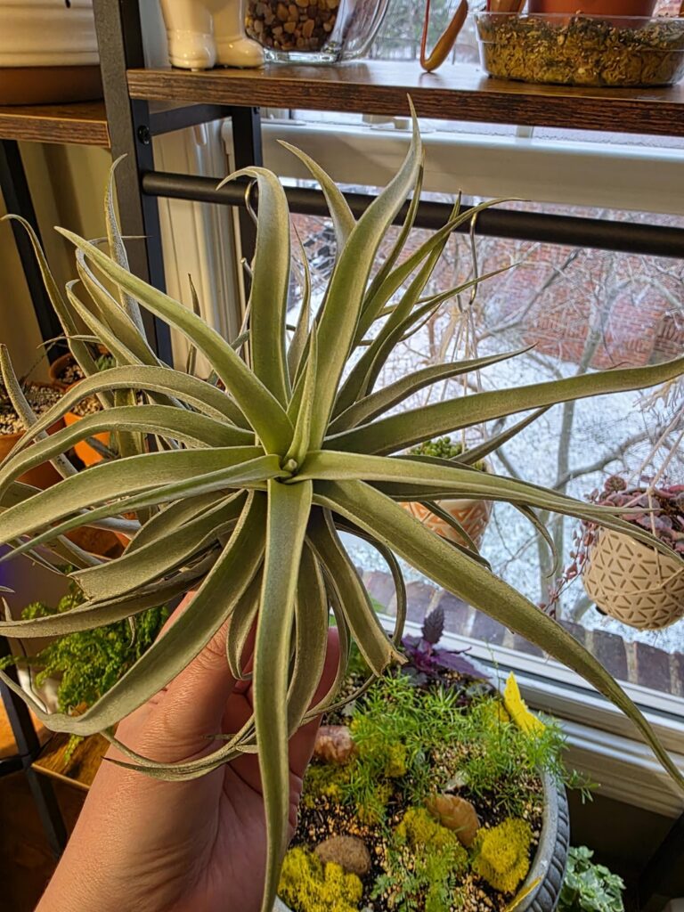 This was sold to me as a medium sized xerographica at my local nursery. What do yall think it is? This was sold to me as a medium sized xerographica at my local nursery. What do yall think it is?