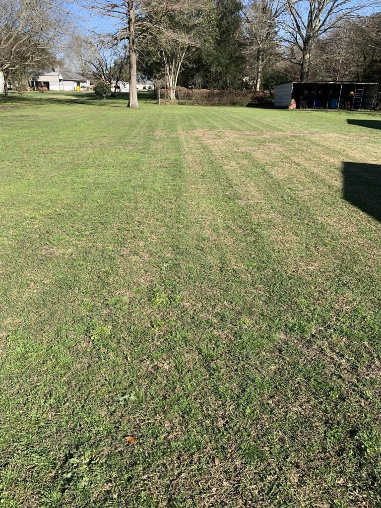 Help with southern weeds Help with southern weeds