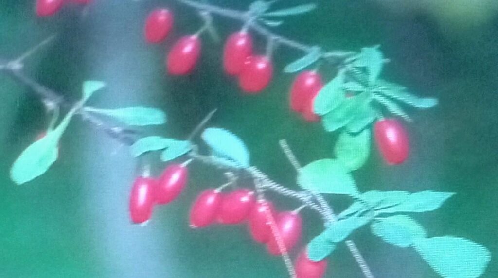 Photo has been in cd for a little over twenty years without a name.