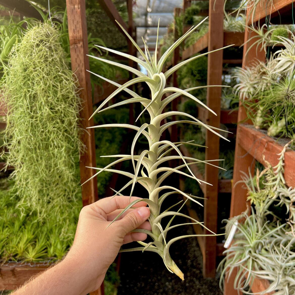 Forgot the ID of this one - any help? Not albida, paleacea, or diaguitensis (although very similar).