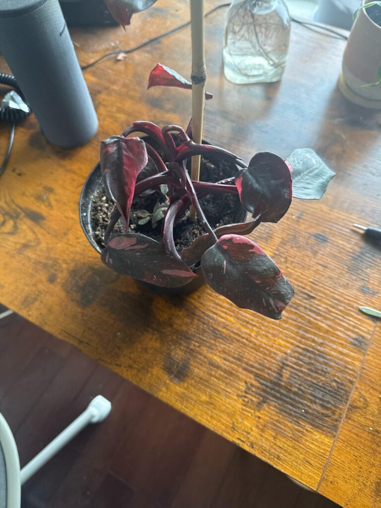 What’s this dude’s deal?