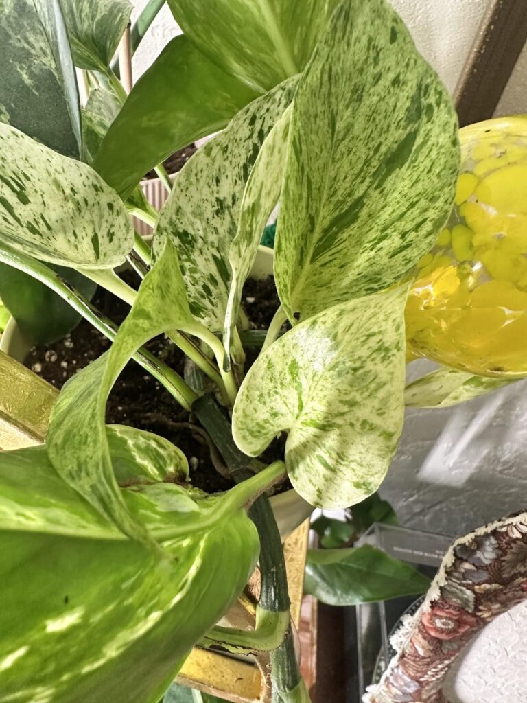 My pothos is growing a new vine!