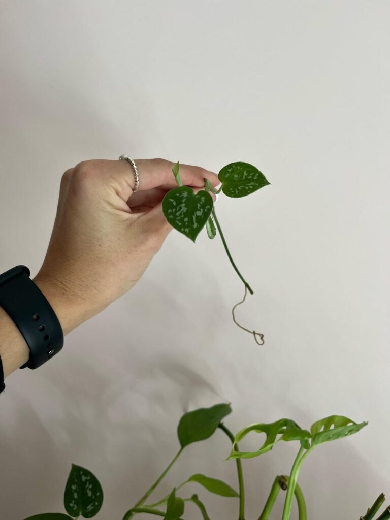 when to transfer from water to dirt?