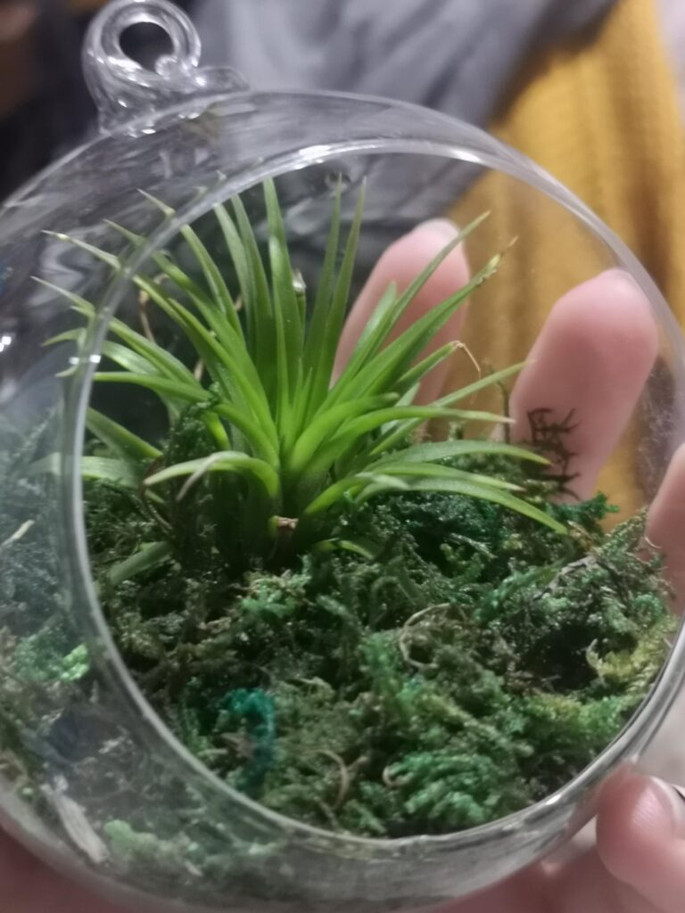 Is this t. ionantha?
