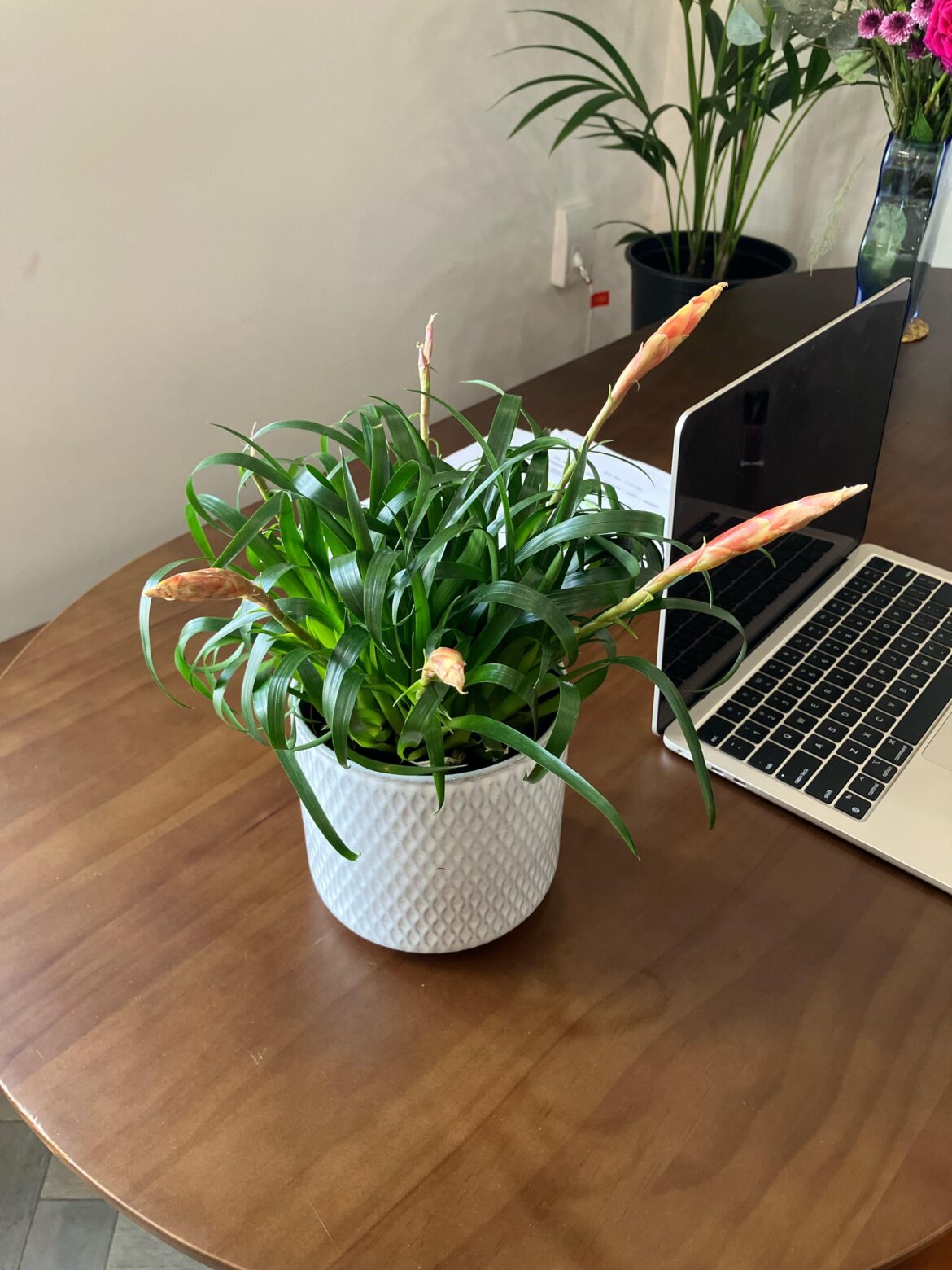 UK, received as a gift for birthday, don’t want to be rude and ask the giver again