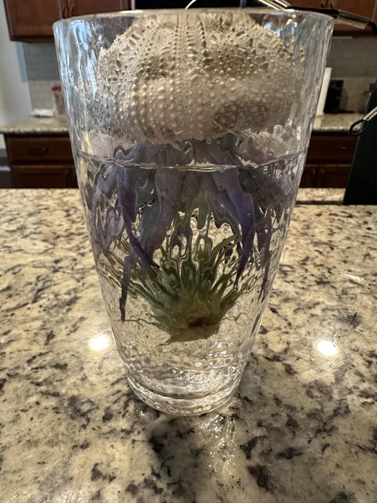 The only time I see it in its natural environment