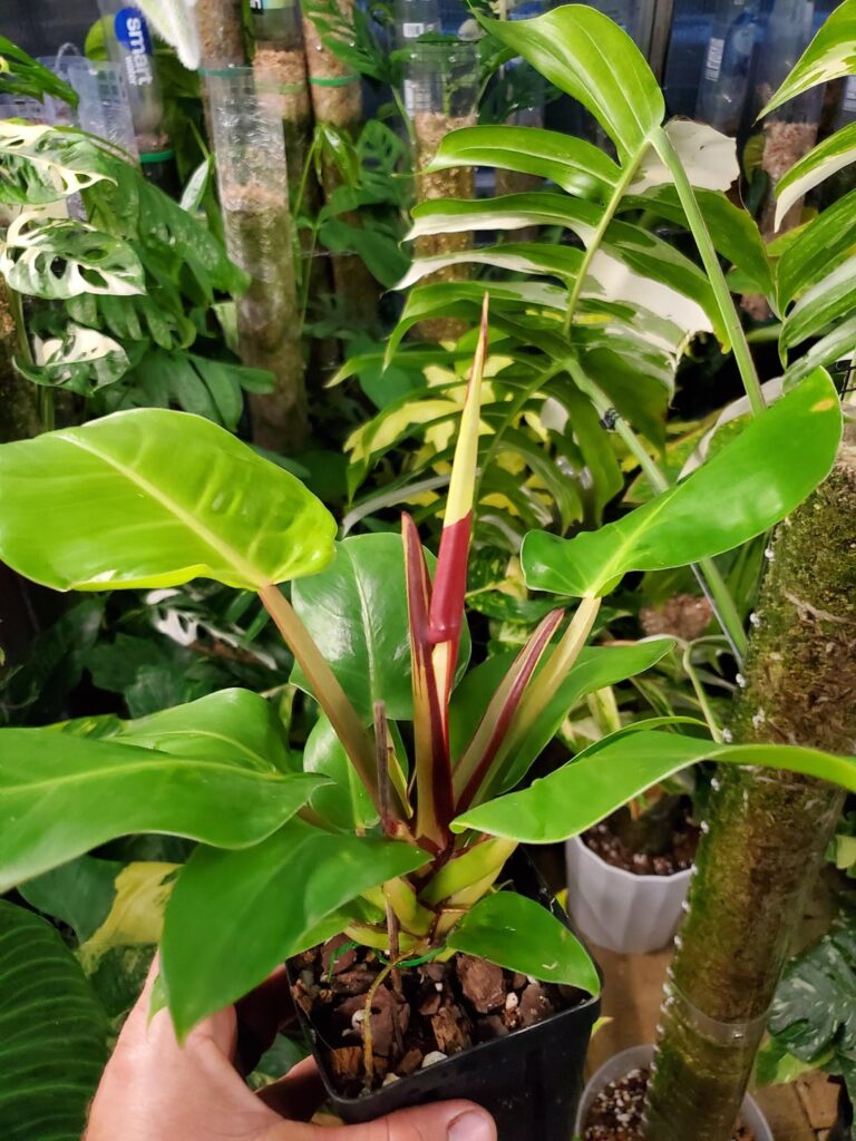 It's finally happening!