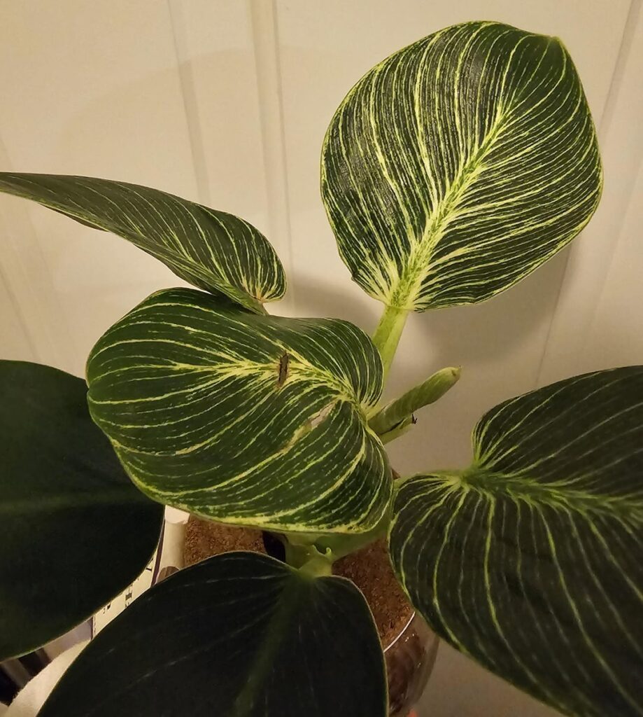 New plant, in water, advice?