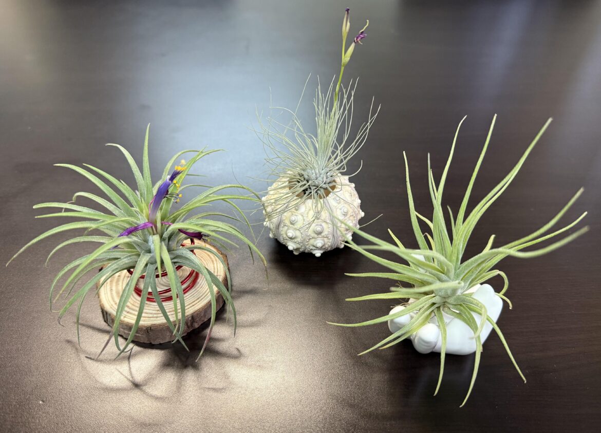 Holders and Displays