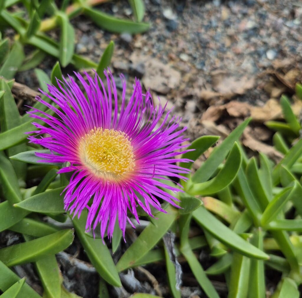 At Naples Botanical Garden