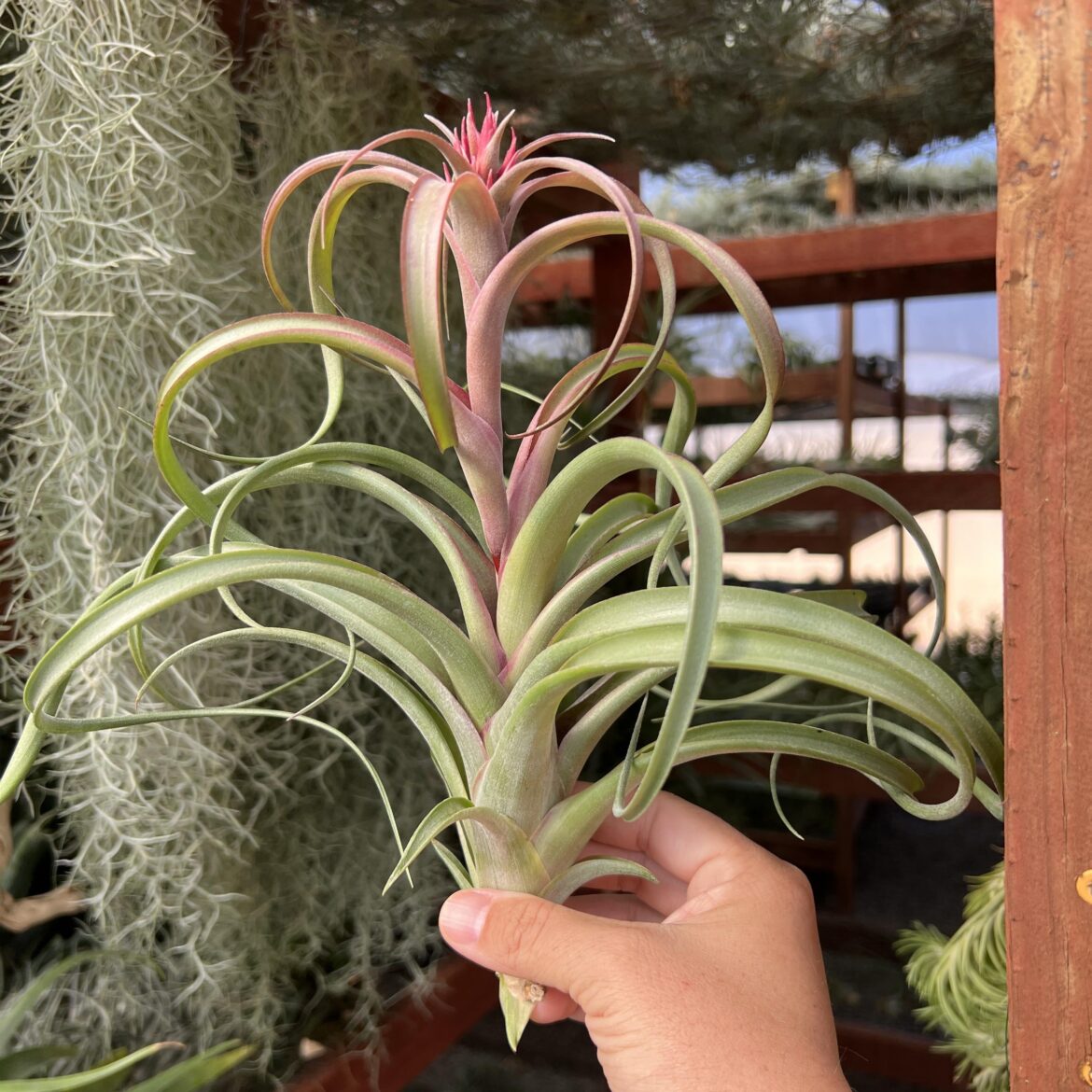 Fun bloom on this one. Curly slim x Twisted Tim