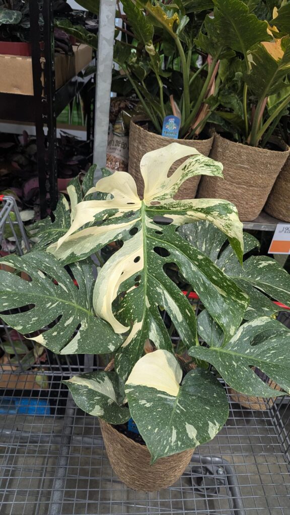 Thai cons, ring of fires, and pink princesses at Costco (Boston)!!!