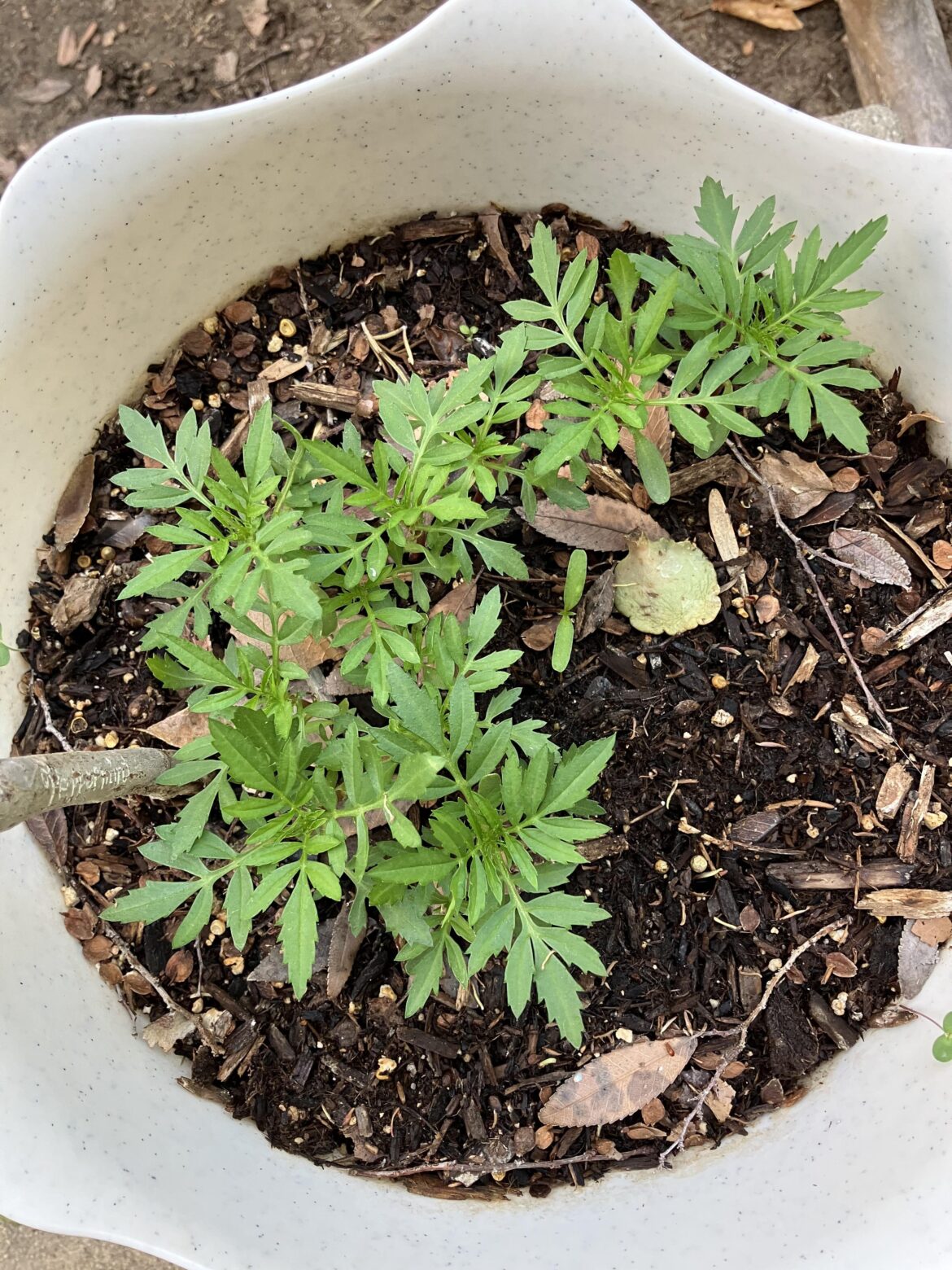 Google says marigold, but it was Santa Barbara daisies with some prairie smoke seeds in it for fun lol Google says marigold, but it was Santa Barbara daisies with some prairie smoke seeds in it for fun lol