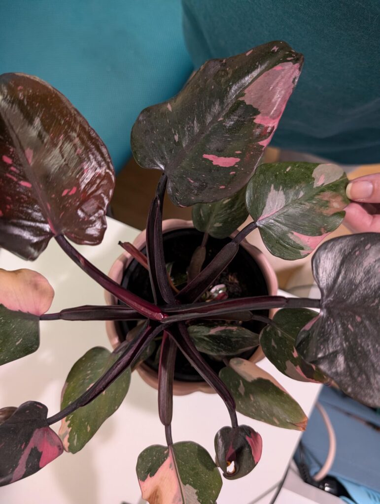 PPP – need to repot; are these babies, do I separate? PPP - need to repot; are these babies, do I separate?