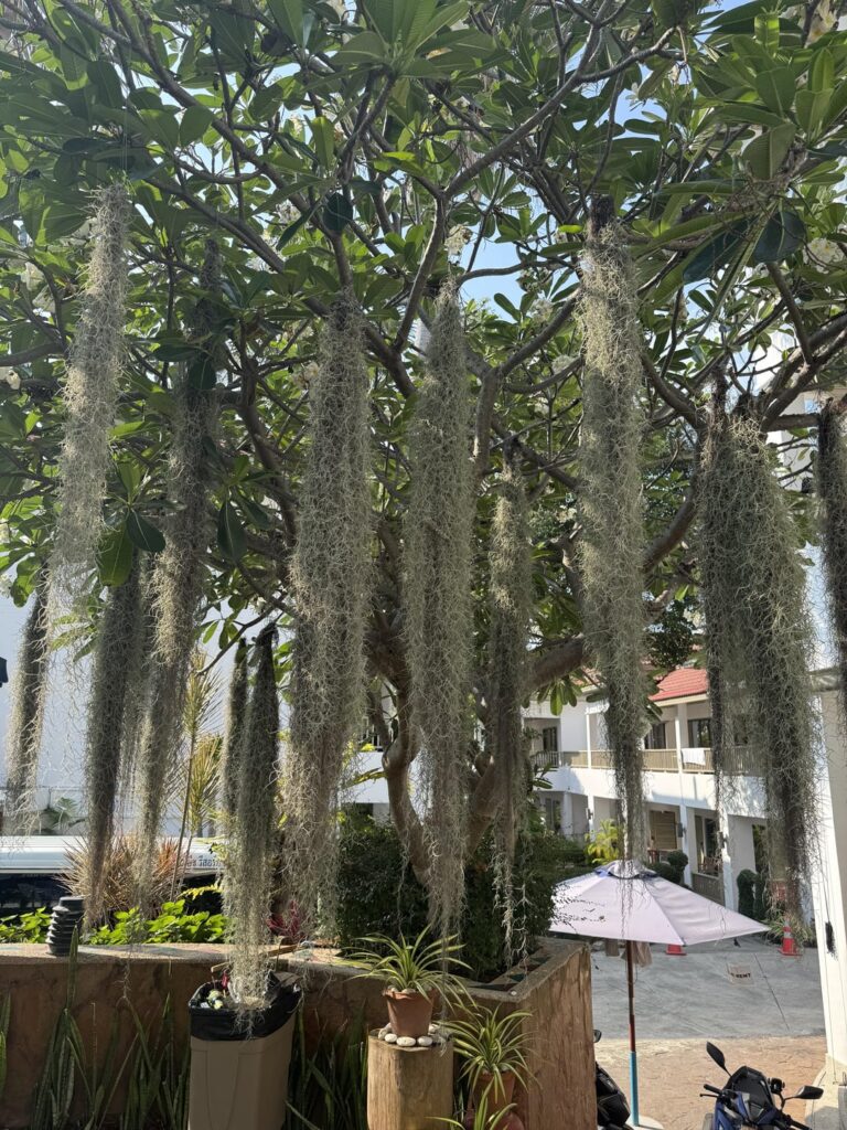 Spanish moss hanging from a Plumeria tree in Thailand