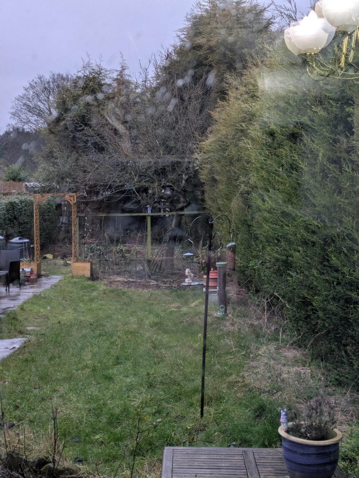 Good trees for birds to replace hedges Good trees for birds to replace hedges