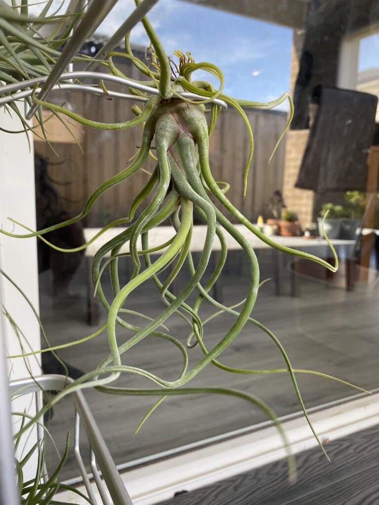 T. caput-medusae and the rest of the gang