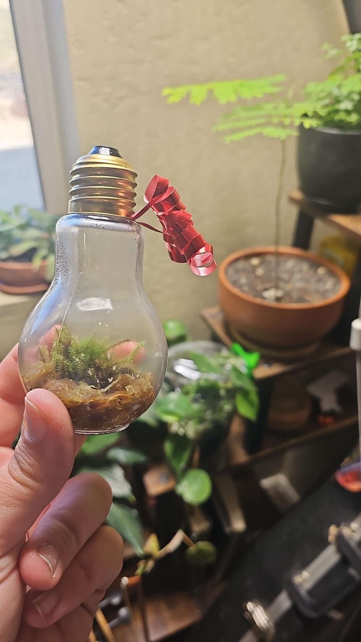 Lil' mossarium