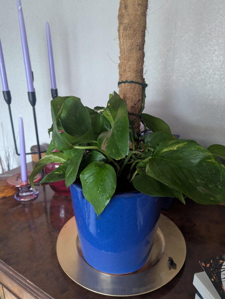 Did I do this support pole correctly?