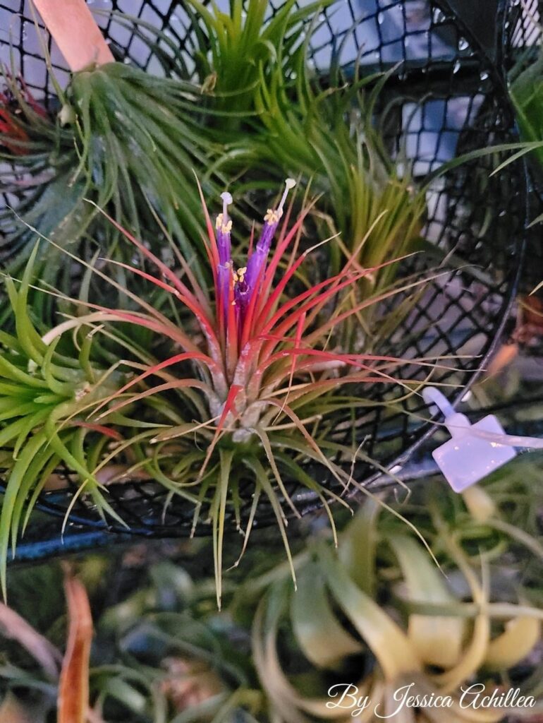 Flowering Air Plant (Tillandsia) 🌸