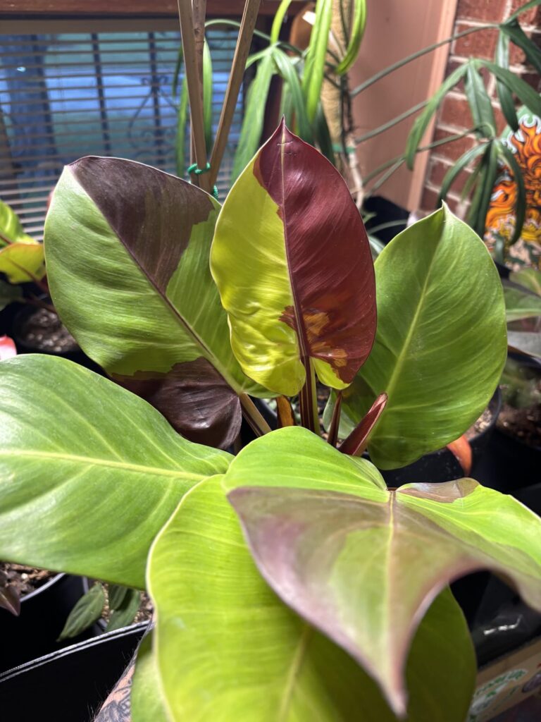 Just got a Yellow Flame Red Variegated. The petioles look like Candy Canes. Pretty cool!