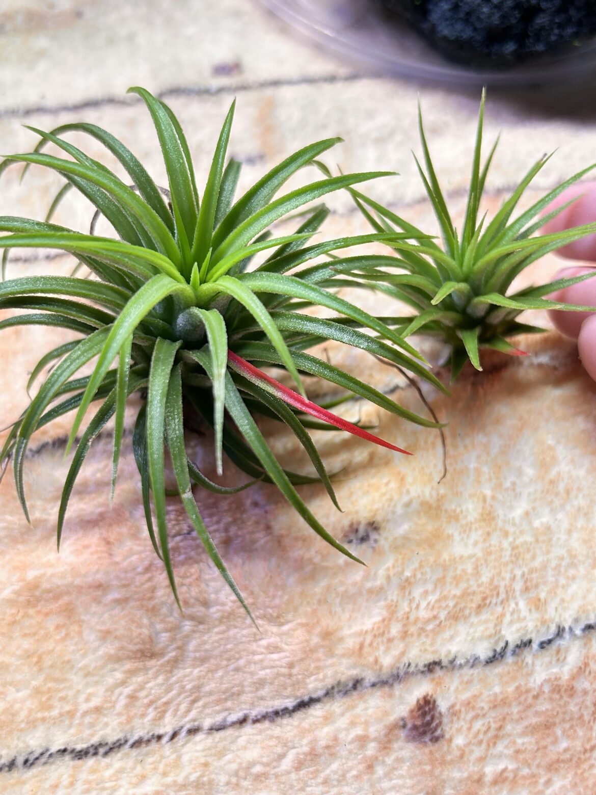 Little airplant copies adoptive parent