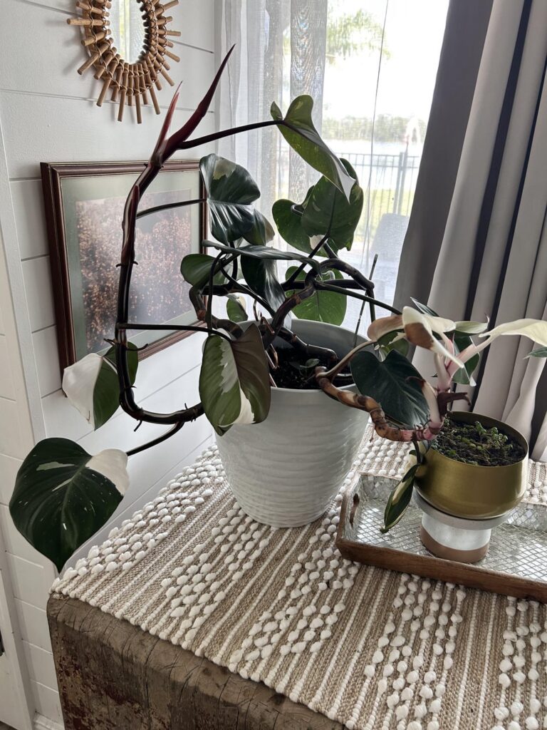 She’s Out of Control! She’s Out of Control!