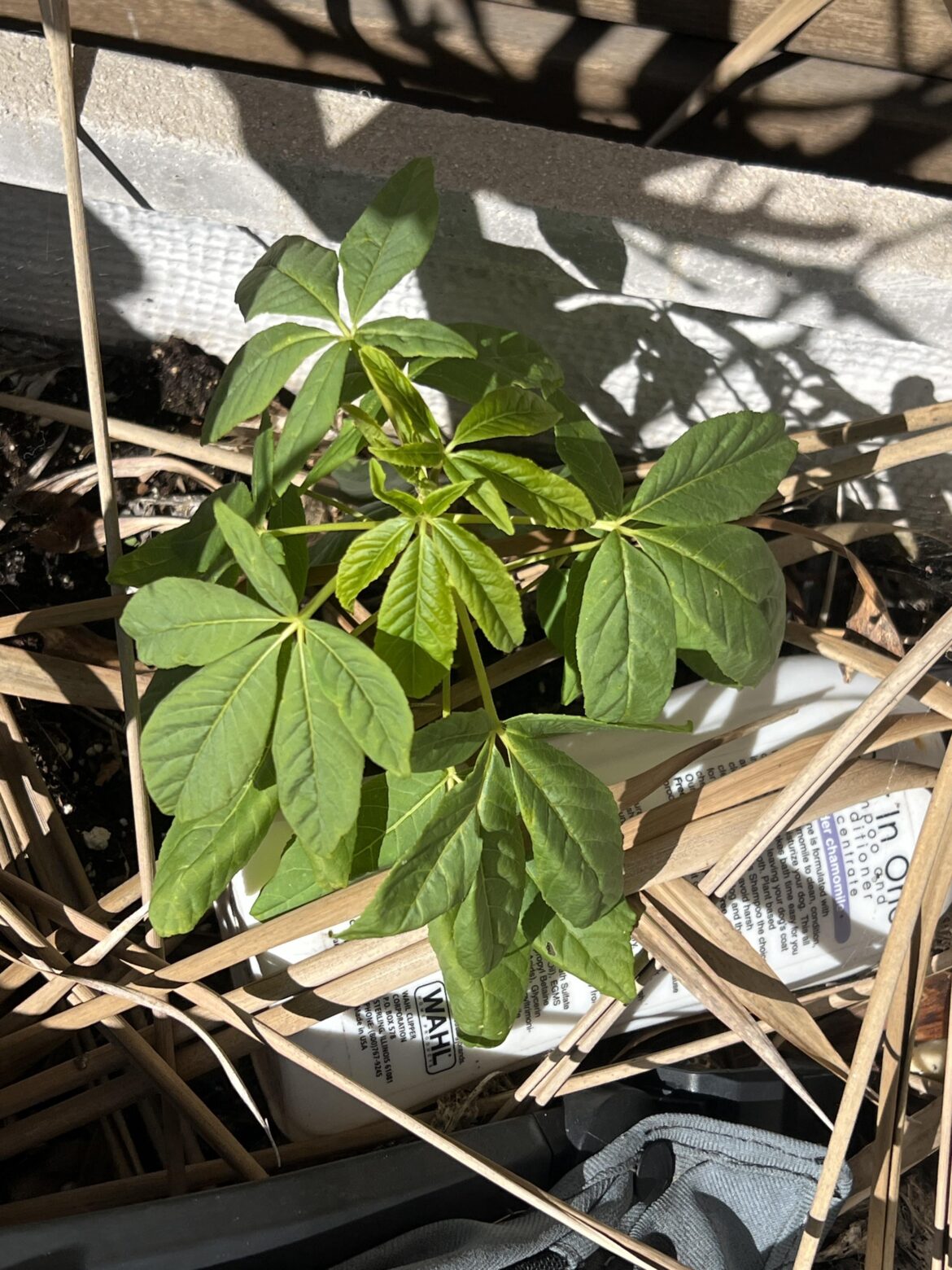 Growing next to a lemon