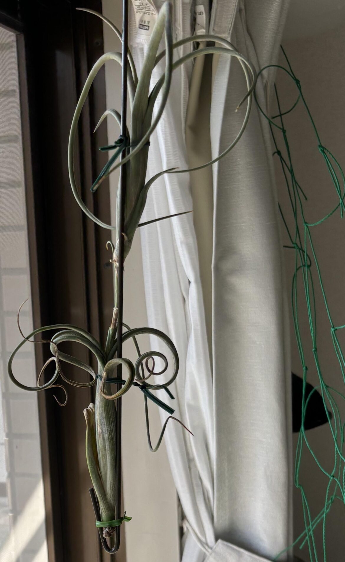 Propagation of Tillandsia intermedia Propagation of Tillandsia intermedia